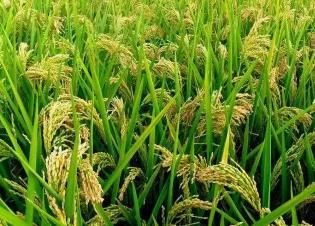硅肥价格（硅肥虽然作用大）