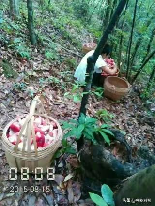 红菇价格（广西容县特产）