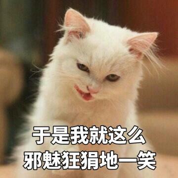 蓝猫价格多少钱一只（几种常见猫咪的市场价）