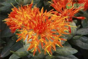 红花籽油的价格（2020种植红花一亩利润多少）