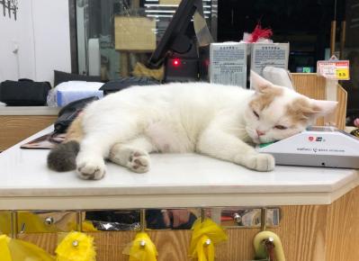 蓝猫价格大概多少钱一只（这几种猫寿命长且不贵）