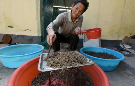 蝎子价格（每年吃掉100吨）