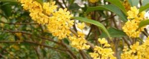 桂花价格多少钱一斤（桂花开花为什么不香）