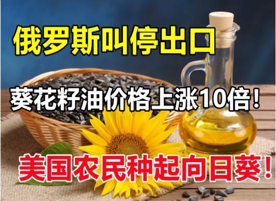 葵花籽油价格（俄罗斯叫停出口）