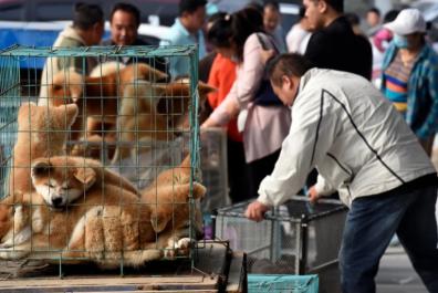 宠物狗价格（3000元预算）