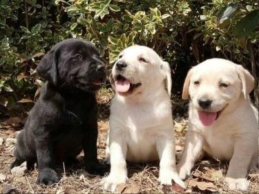 拉布拉多幼犬价格（拉布拉多幼犬泪痕严重怎么办）