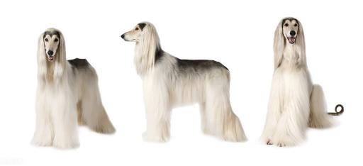阿富汗猎犬价格（东方美）