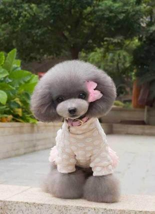 灰泰迪价格（如何挑选一只健康的灰泰迪）