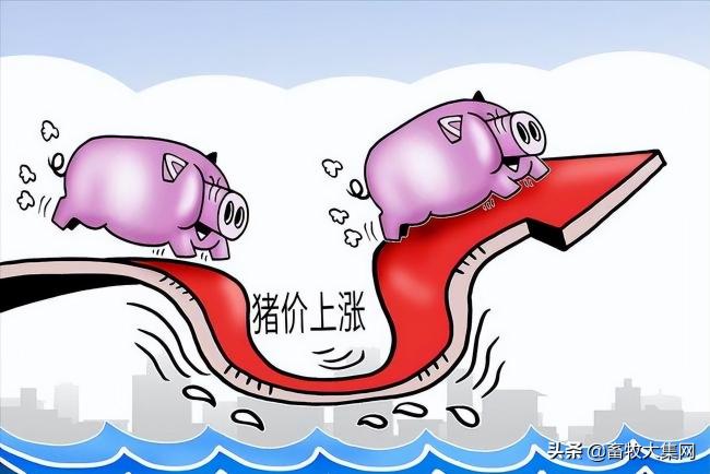 天津猪肉价格今日价（20日行情日评）