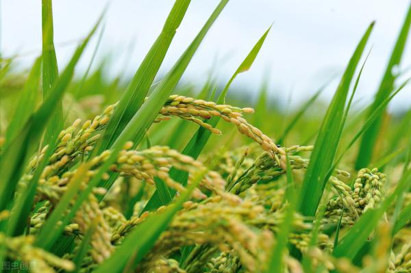 水稻今日价格（5月23日稻米市场价格波动不大）