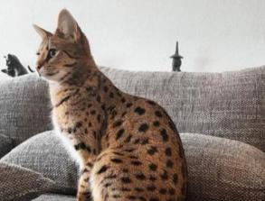 宠物猫价格排行介绍（这5种猫咪）