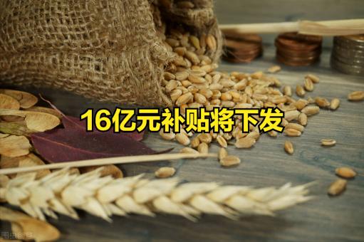 全国小麦价格最新行情（22个省）