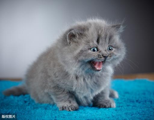 宠物猫的价格（想养一只猫咪）