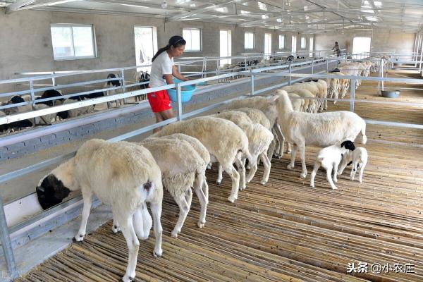 杜泊羊价格（养殖50只杜寒串母羊3只杜泊羊公羊成本多少）