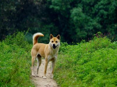 秋田犬的价格（这几种狗）