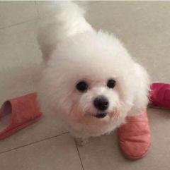 北京比熊犬价格（在狗市场）