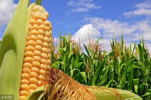 2019年玉米的保底价格（现在玉米收购价多少钱一斤）