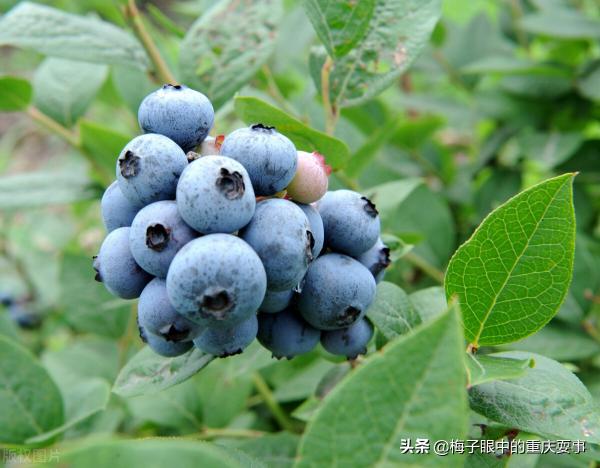 蓝莓价格多少钱一斤（初夏第一波蓝莓来袭）