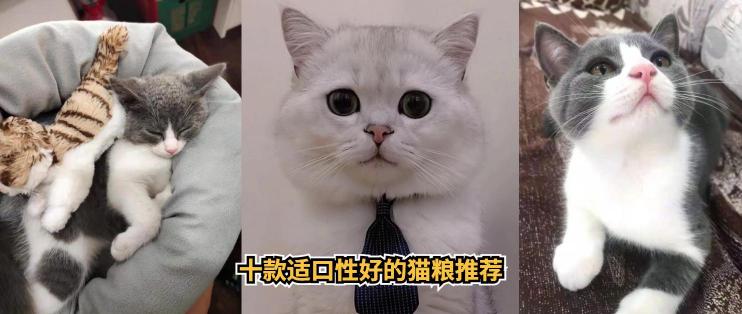 貓糧排行榜和價(jià)格（十款適口性好的貓糧推薦）
