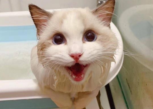 猫三联价格（养猫）