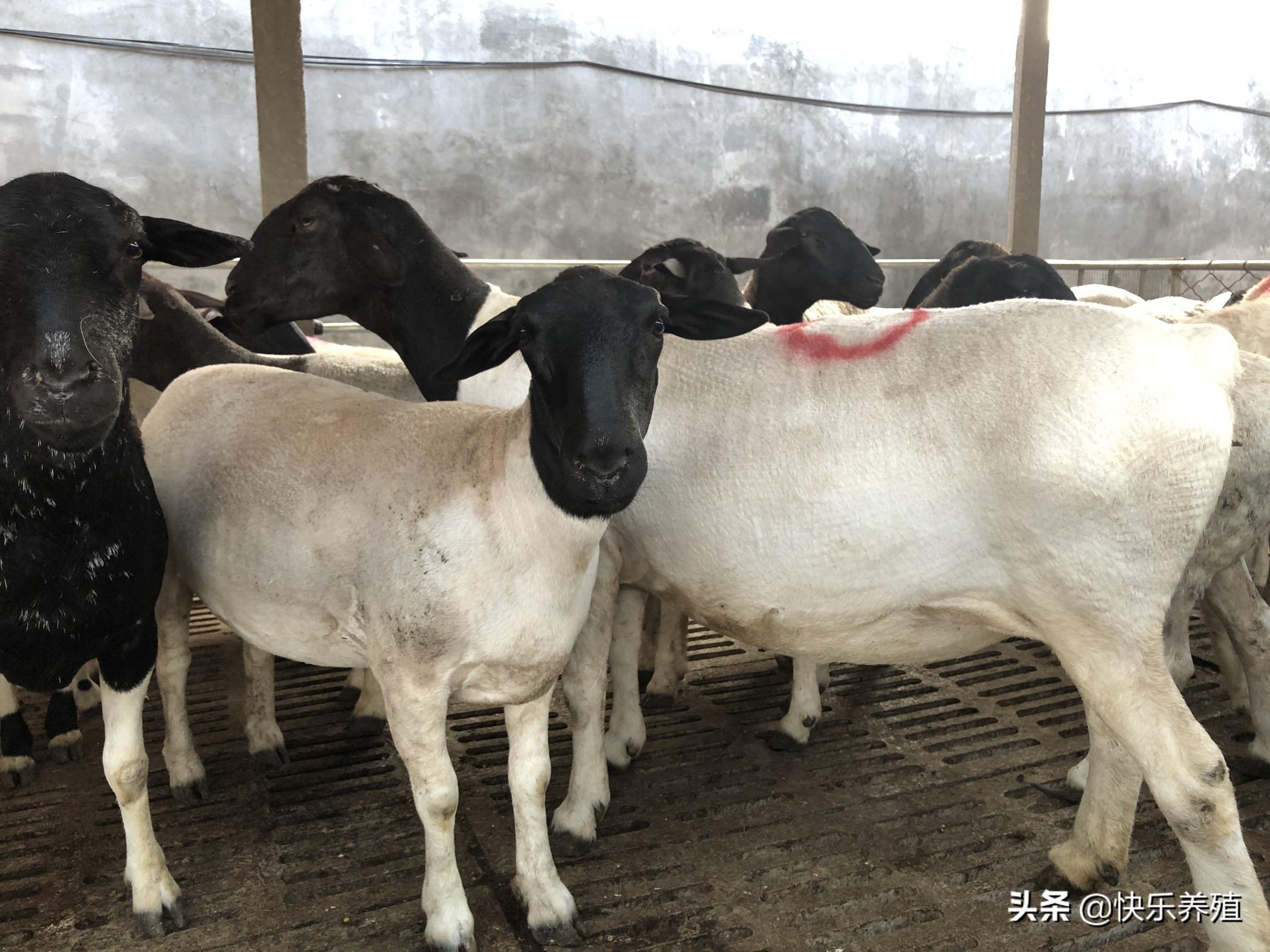杜泊羊价格（养10只羊一年能赚多少钱）