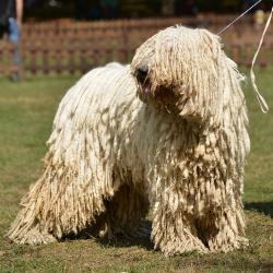 魏玛犬价格（10种难养的狗狗品种）