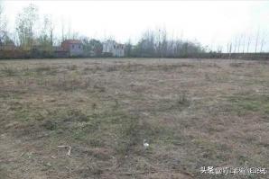 白果价格（农村空地种什么树比较好）