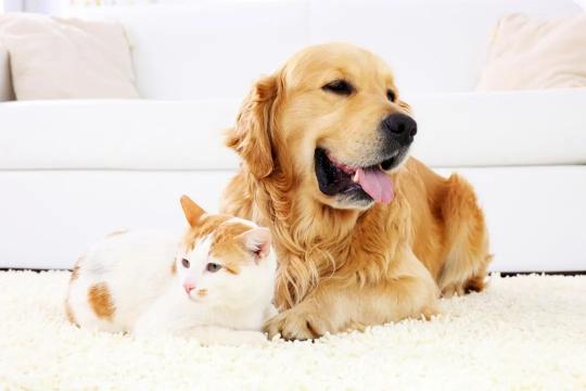 北京比熊价格（猫狗过节）