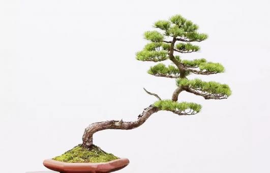 15公分黑松价格（十年之前）