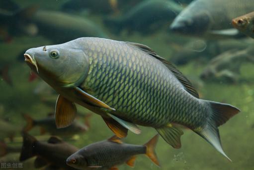 5斤到8斤鯉魚批發價格（鯉魚跌破6元新低）