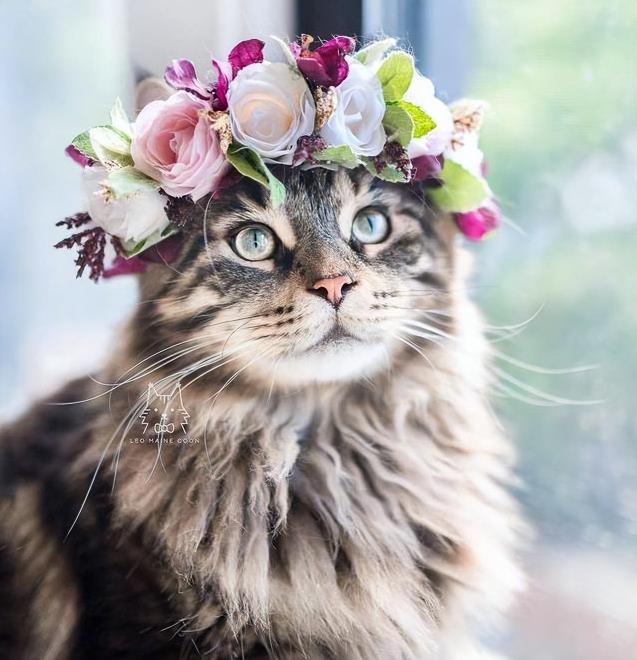 挪威森林猫价格（这5种猫堪称）