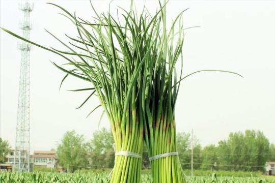 蒜苔價格（蒜薹價格跌破2元）