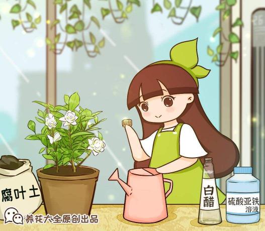 硫酸亞鐵價格（養花總是黃葉找不到原因）