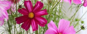 格桑花种子价格（格桑花怎么养）
