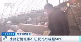 豬肝價格（價格下跌）