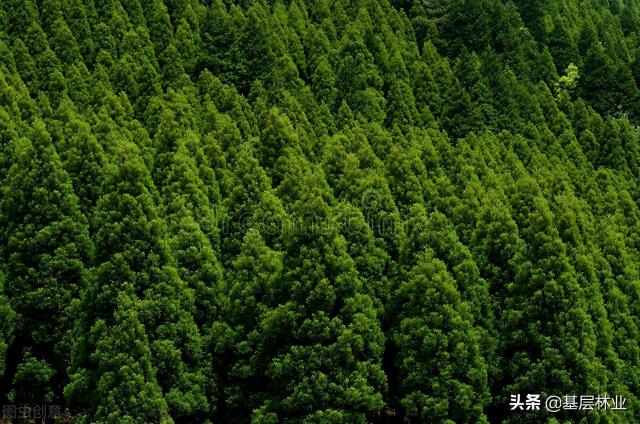 杉木价格多少钱一立方（5000亩种植10年的杉木幼林价值多少）