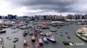 鱿鱼价格（开海后）