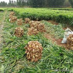山东大姜最新价格今日（2022年大姜价格在下半年超过5元不是梦）