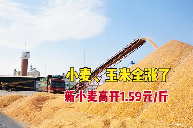 小麦玉米价格（小麦）