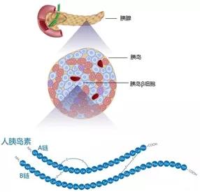 諾和銳30價格（糖友們）