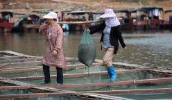 河虾价格（河虾）
