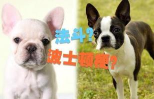 銀狐犬價格（這6對像）
