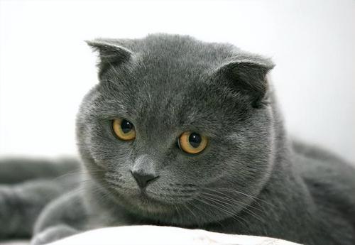 英国蓝猫价格（英短）