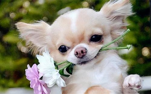 吉娃娃犬价格（吉娃娃遭人嫌弃）