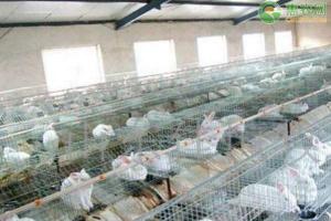 肉兔价格2019最新价格（现在兔子收购价格多少钱一斤）