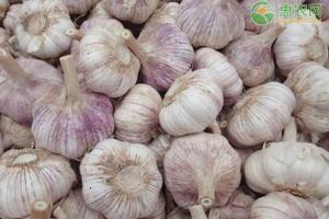 大蒜价格最新行情走势（今日大蒜价格多少钱一斤）