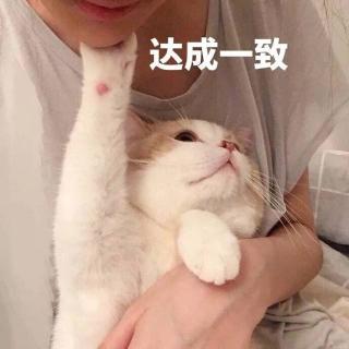 蓝猫价格是多少钱一只（这几种猫）