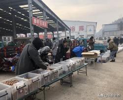 白参的价格多少钱一克（走进抚松万良人参市场感受新鲜事）