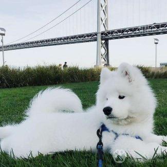 大白熊犬图片 价格（世界名犬NO）