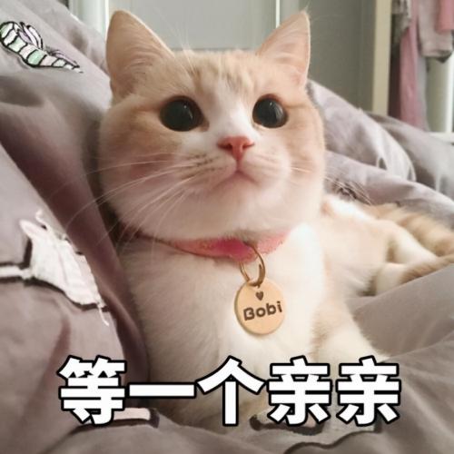 挪威森林猫价格（猫界中）